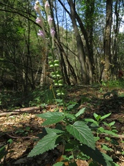 Scutellaria columnae