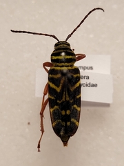 Megacyllene robiniae