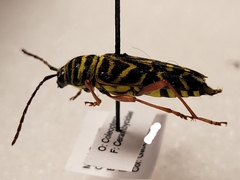 Megacyllene robiniae