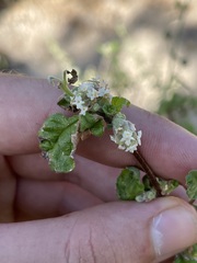 Lippia palmeri