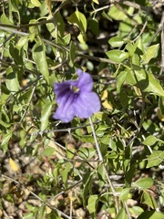 Ruellia californica peninsularis