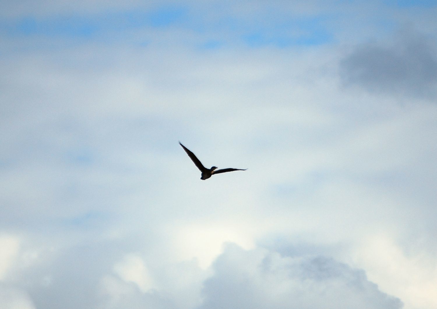 Cormorán grande