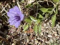 Ruellia californica peninsularis