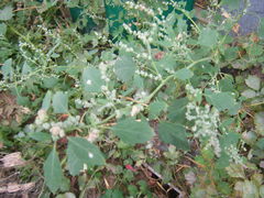 Chenopodium opulifolium
