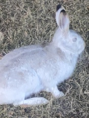 Lepus americanus