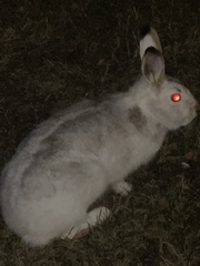 Lepus americanus