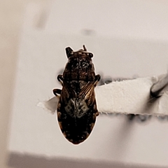 Phlegyas abbreviatus