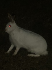 Lepus americanus