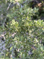 Condalia globosa