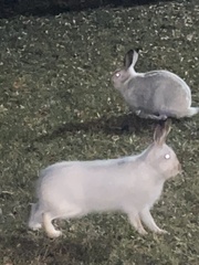 Lepus americanus