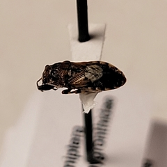 Phlegyas abbreviatus