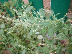 Chenopodium opulifolium