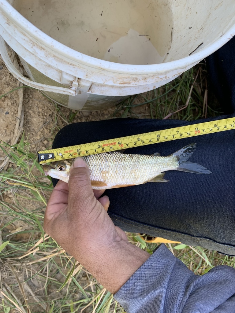 Colombian bocachico (Prochilodus reticulatus) — Prochilodontidae