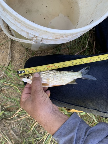 Colombian bocachico (Prochilodus reticulatus) — Prochilodontidae