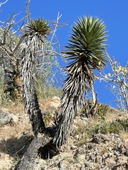 Yucca valida