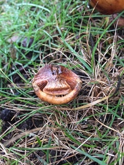 Cortinarius vellingae