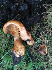 Cortinarius vellingae