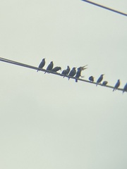 Sturnus vulgaris