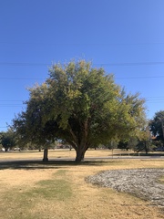 Populus deltoides wislizenii