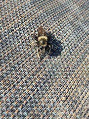 Laphria affinis