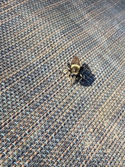 Laphria affinis