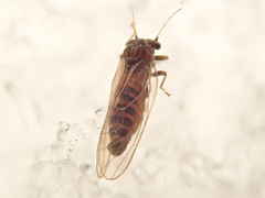 Cacopsylla melanoneura