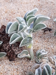 Astragalus trifoliatus