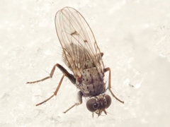Lispocephala alma