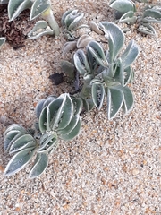 Astragalus trifoliatus