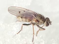 Lispocephala alma
