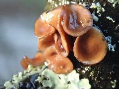 Encoelia tiliacea