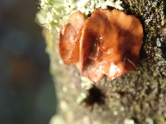 Encoelia tiliacea