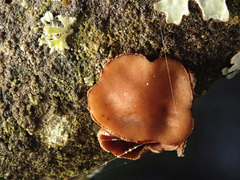 Encoelia tiliacea