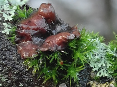Encoelia tiliacea