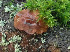 Encoelia tiliacea