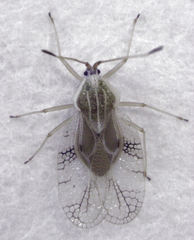 Gargaphia decoris