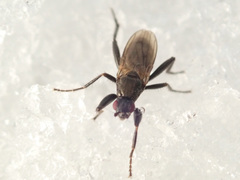 Crumomyia nitida