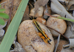 Macrocara conglobata