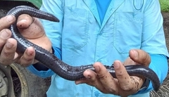 Dermophis mexicanus