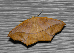 Prochoerodes lineola