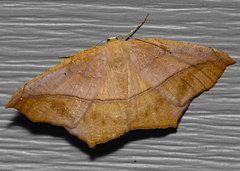 Prochoerodes lineola