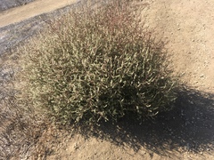 Salsola