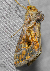 Chrysodeixis includens