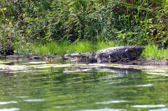 Crocodylus moreletii image