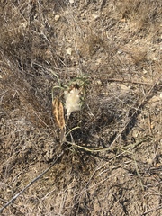 Asclepias fascicularis