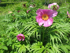 Paeonia anomala