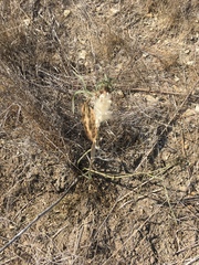 Asclepias fascicularis