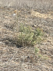 Asclepias fascicularis
