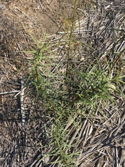 Asclepias fascicularis