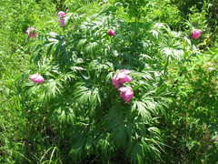 Paeonia anomala